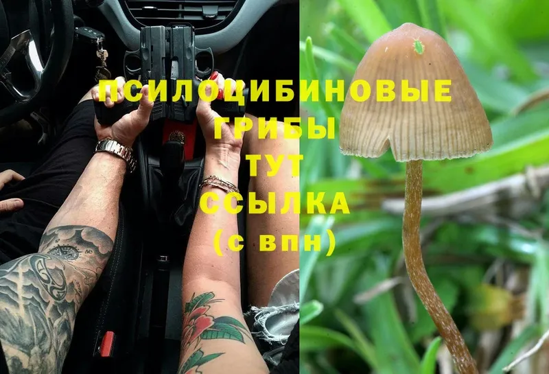 Галлюциногенные грибы Magic Shrooms  MEGA зеркало  Ангарск 